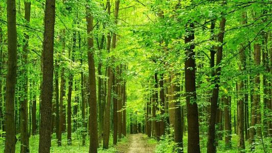 智慧林业视频监控系统|保辖区森林资源平安