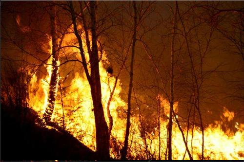 智能森林哨卫系统|用心守护一方绿水青山