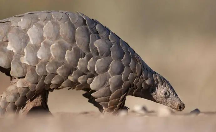 我国&ldquo;十四五&rdquo;将加强野生动植物保护