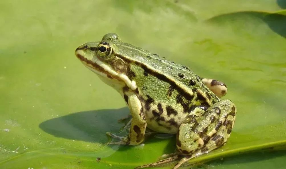 北京陆生野生动物名录发布