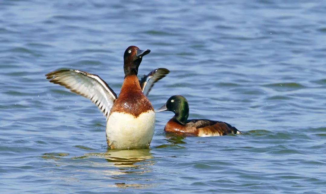 神奇生物大盘点！近两年广东出现的物种新记录有这么多&hellip;
