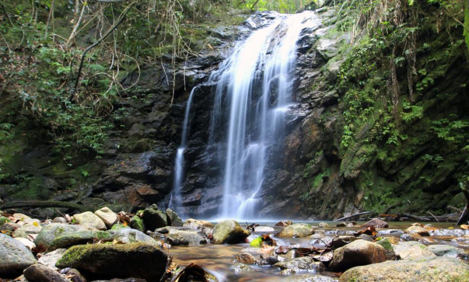 众多珍稀野生动物现身广东封开黑石顶保护区