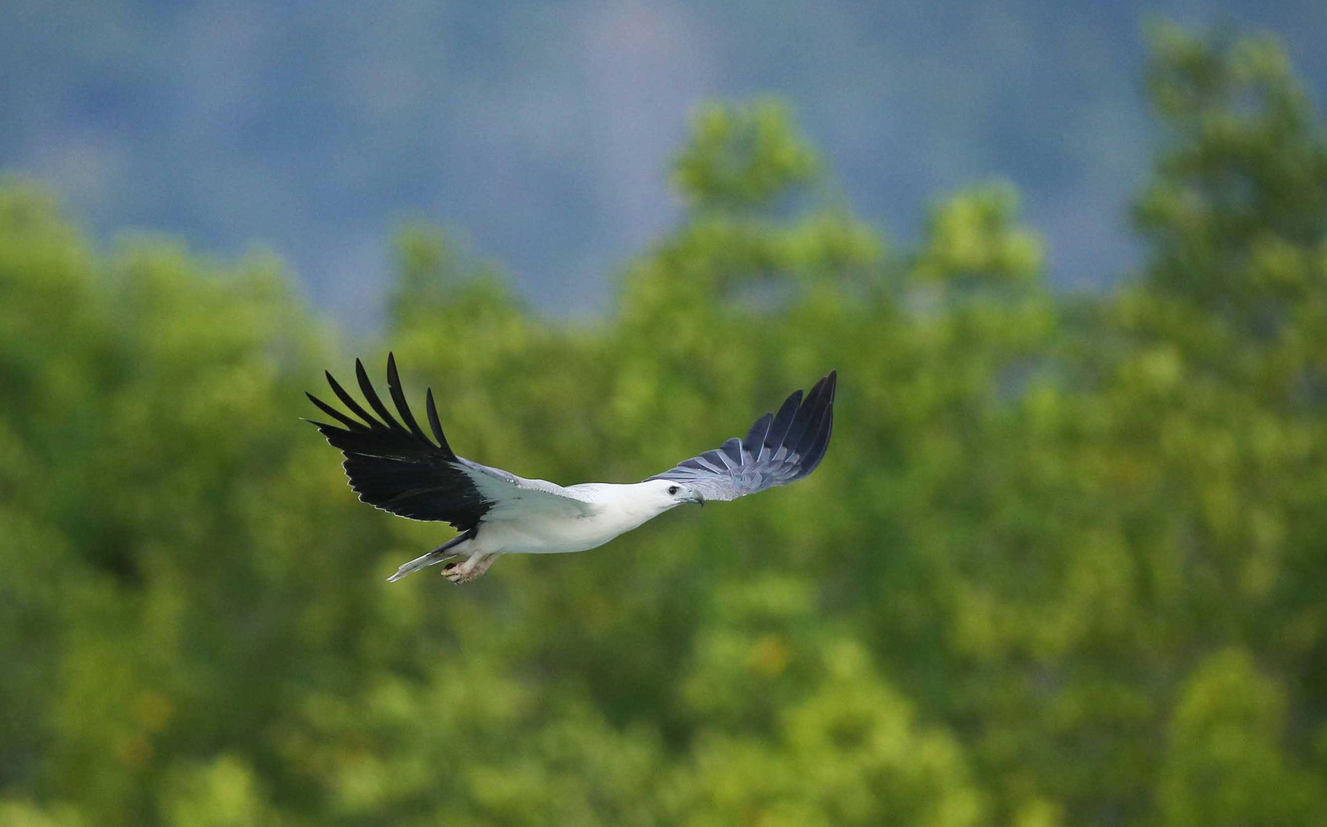 湛江首次记录国家一级保护动物白腹海雕