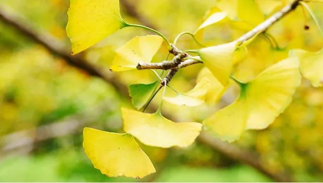 速来打卡&ldquo;银杏染秋&rdquo;，韶关南雄银杏文化旅游季开启！