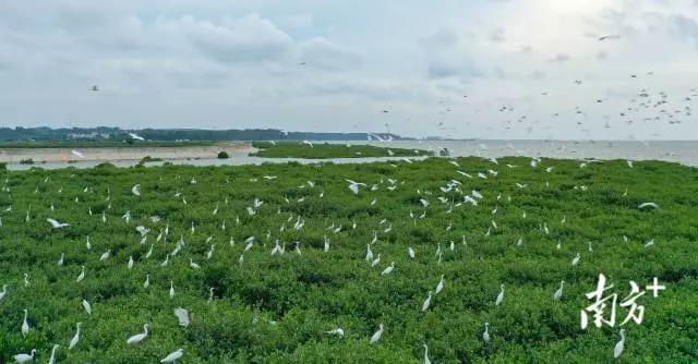珍稀鸟类云集，湛江红树林成&ldquo;鸟的天堂&rdquo;