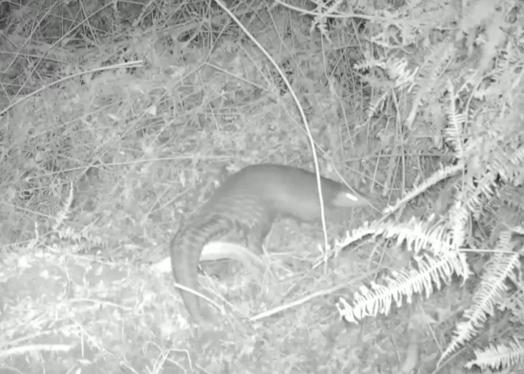 近20年来首次！河源新港保护区发现中华穿山甲