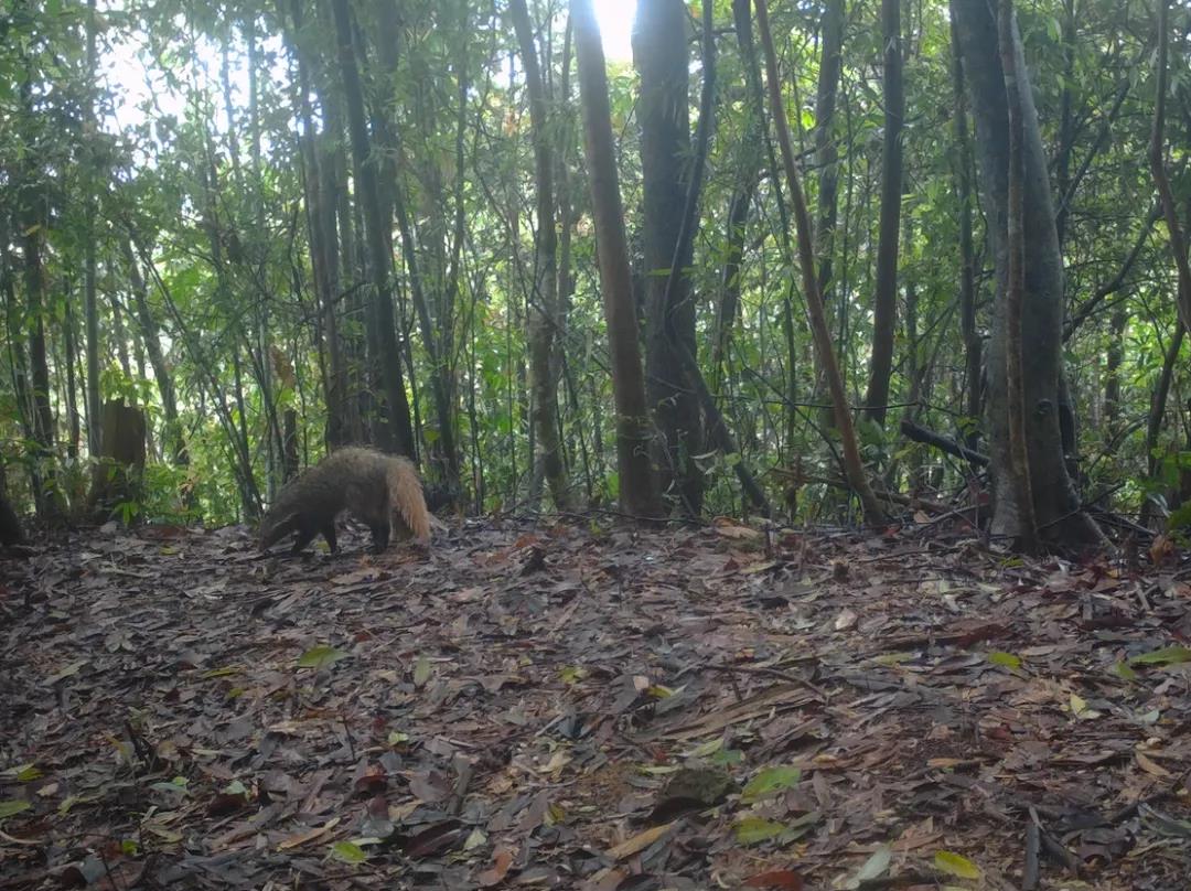 广东乐昌杨东山十二度水保护区频现&ldquo;珍稀濒危野生动物&rdquo;
