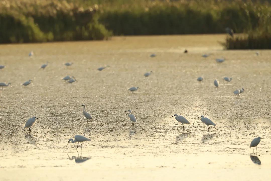 我国首次对保护湿地立法！将实行湿地面积总量管控