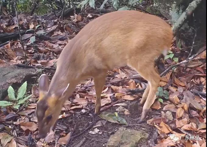 粤野觅镜｜探秘深山精灵&mdash;&mdash;赤麂
