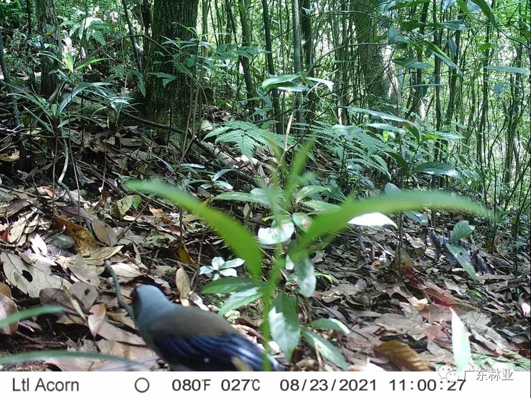 42602dd944ed5d4cddbff4046d3f9595.jpg 003.jpg