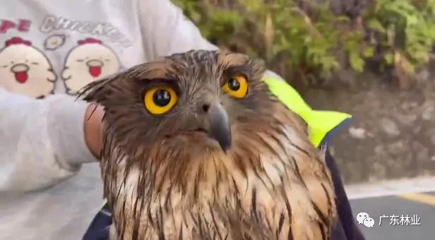 &ldquo;呆萌&rdquo;猛禽获市民救助！深圳梧桐山发现&ldquo;小可爱&rdquo;