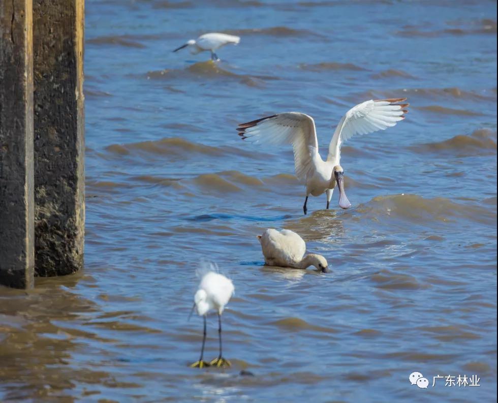 新年&ldquo;惊喜&rdquo;！东莞两年后再发现黑脸琵鹭
