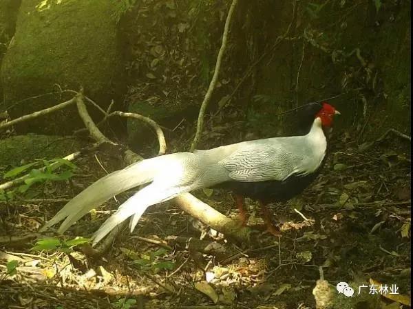 小灵猫、豹猫等&ldquo;国保&rdquo;动物现身东源康禾保护区！