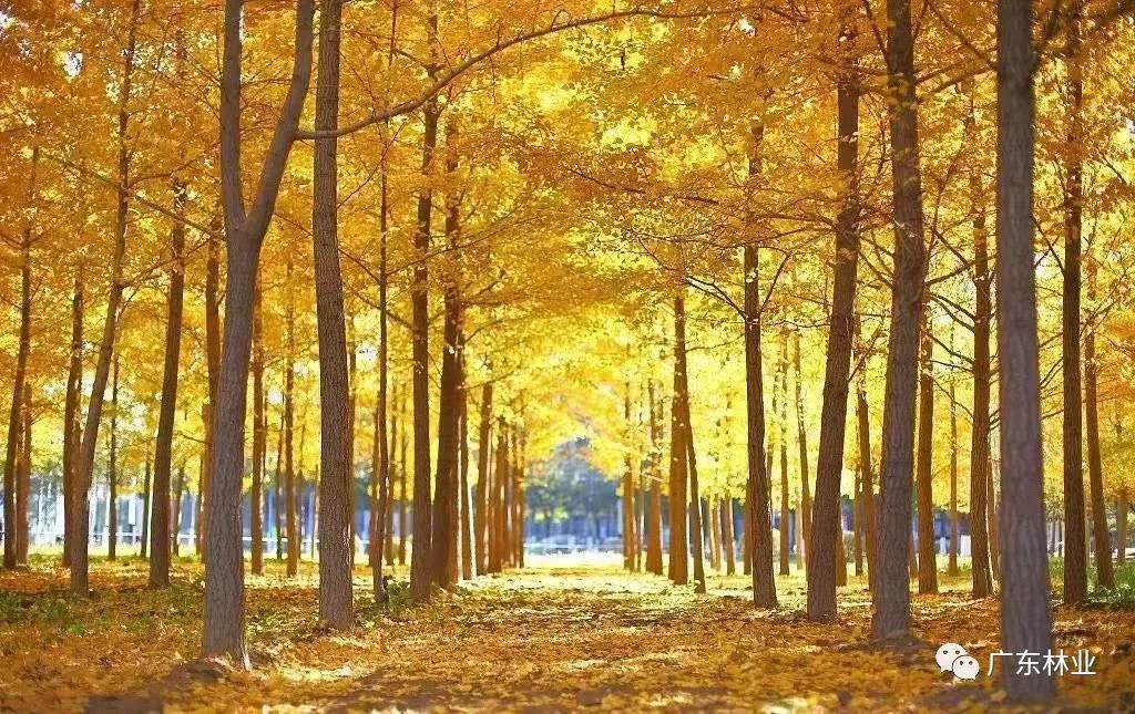 名单出炉！广东公布省十大样板镇村林场