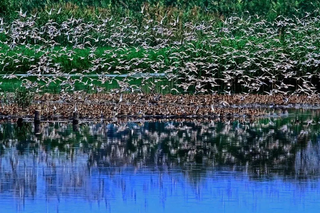 深圳共记录野生动植物2671种，看看你能认出多少？