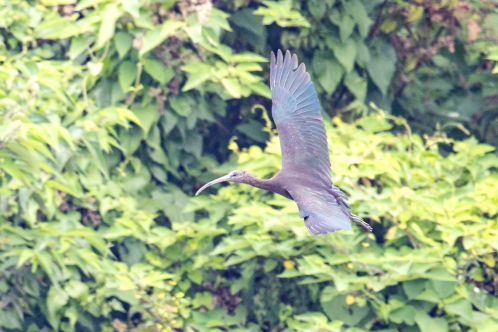 爱鸟周丨带你认识广东特色鸟儿