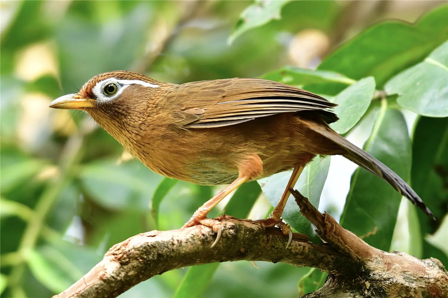 羊城市鸟&mdash;&mdash;画眉