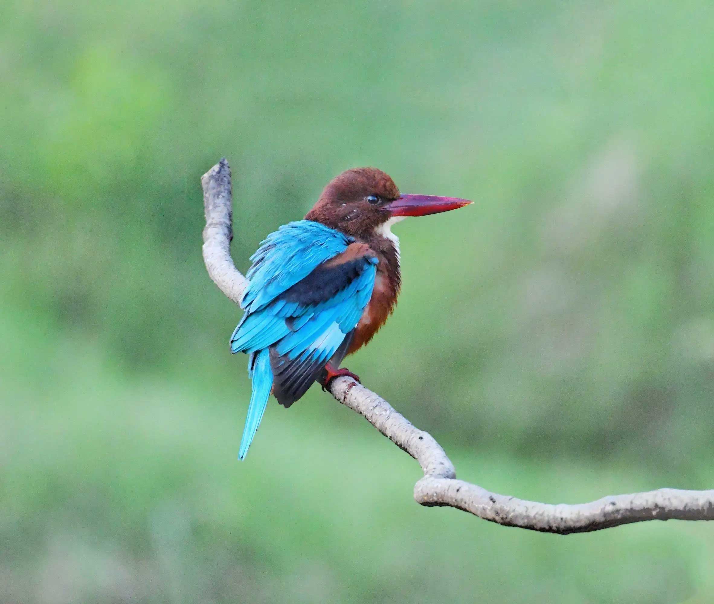 澳盾身边的自然观察&mdash;&mdash;白胸翡翠