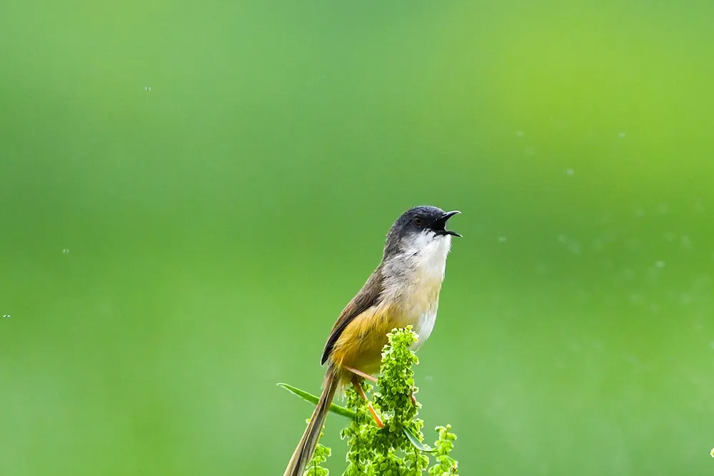 澳盾身边的自然观察&mdash;&mdash;求偶的黄腹山鹪莺