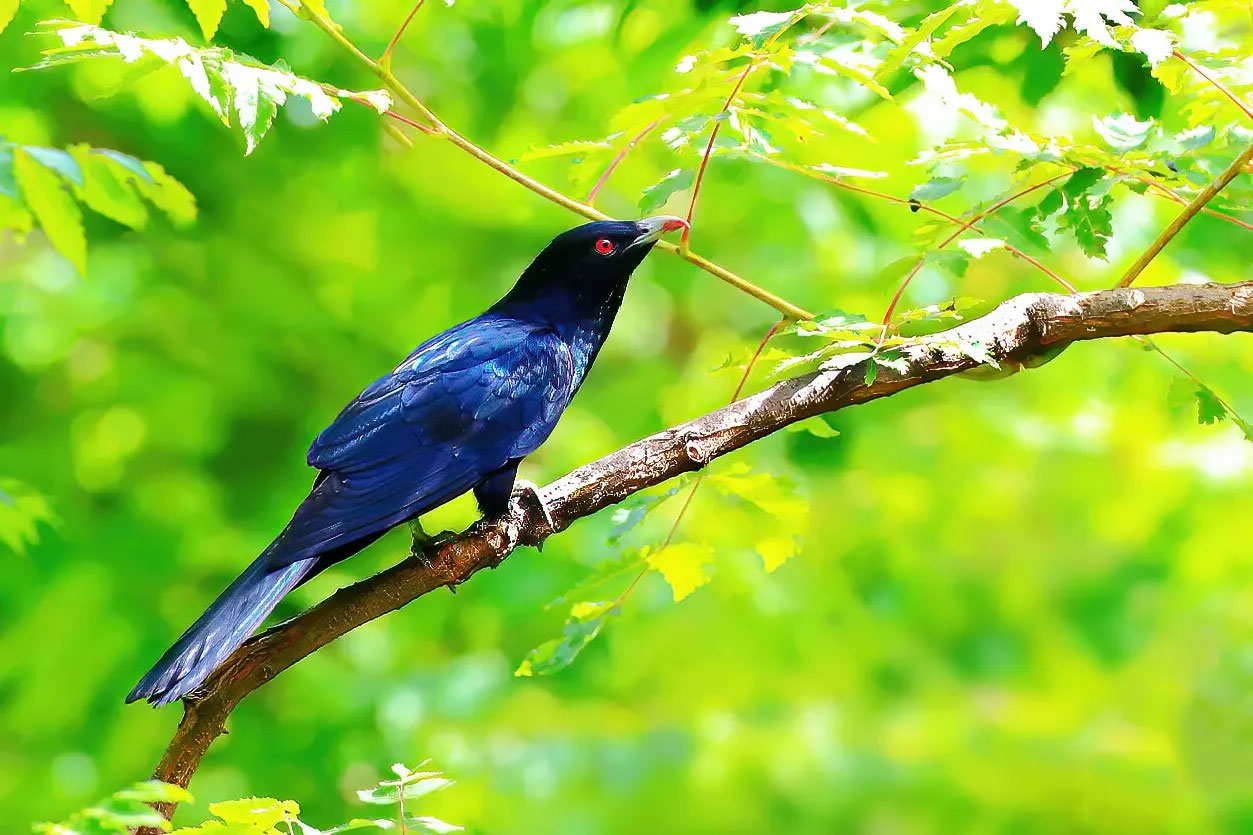 澳盾身边的自然观察&mdash;&mdash;噪鹃求偶炫耀