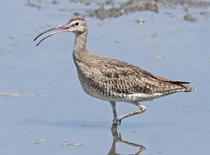 澳盾身边的自然观察&mdash;&mdash;迁徙中的中杓鹬