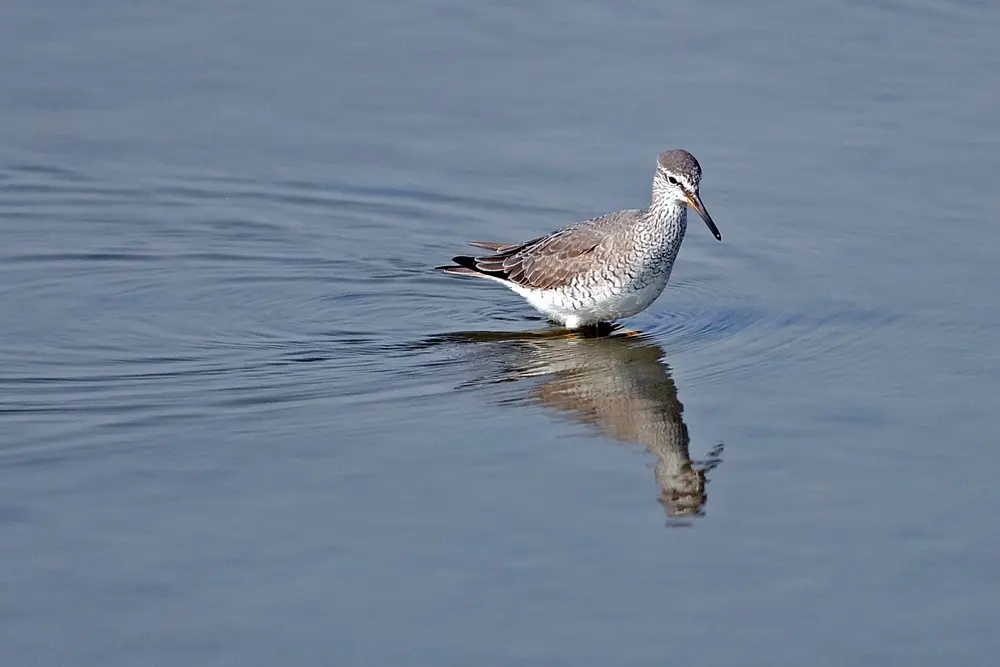 澳盾身边的自然观察&mdash;&mdash;迁徙中的灰尾漂鹬