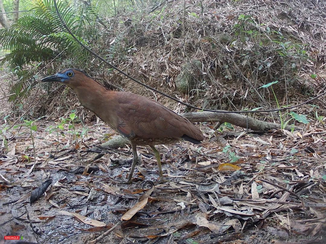 珠海首次记录到黑冠鳽！