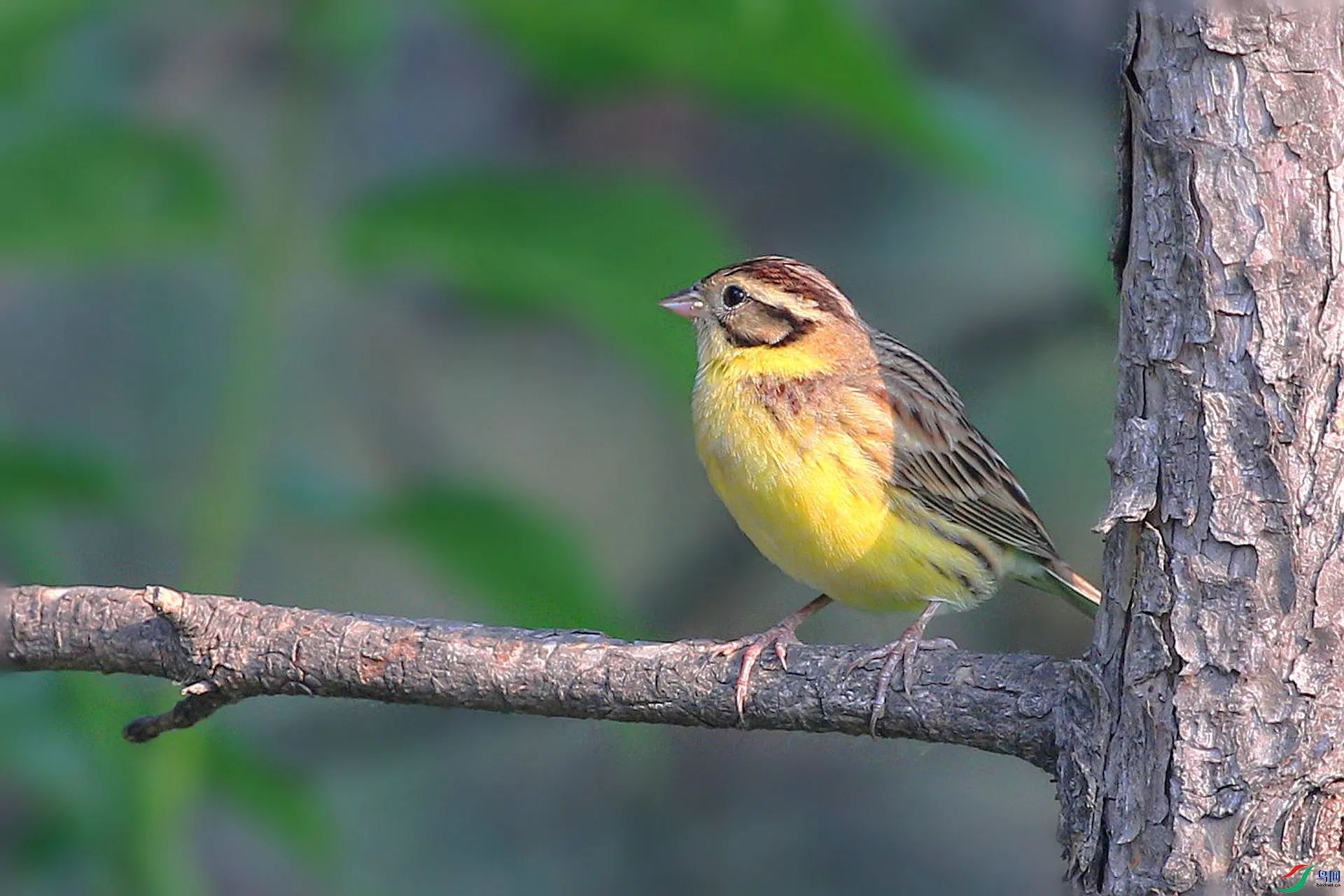 澳盾身边的自然观察&mdash;&mdash;迁徙中的黄胸鹀