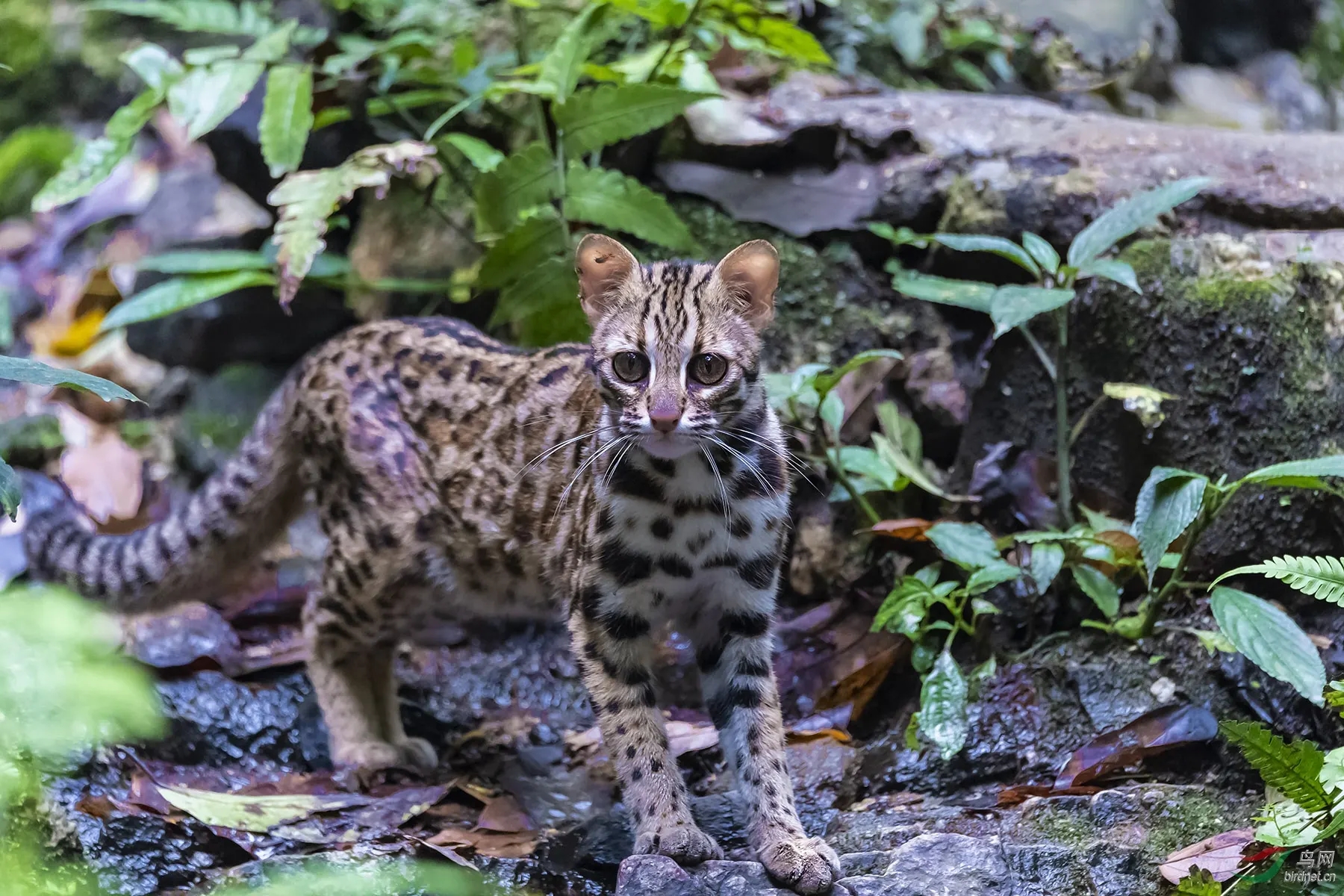 澳盾身边的自然观察&mdash;&mdash;红外相机下的南方豹猫