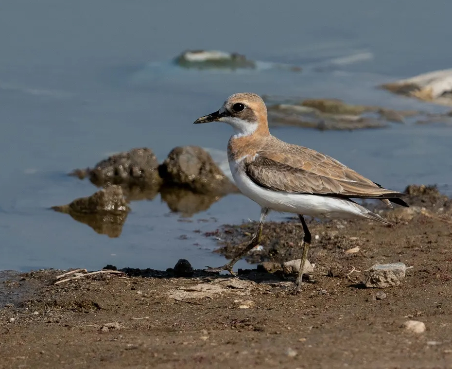 澳盾身边的自然观察&mdash;&mdash;迁徙中的蒙古沙鸻（h&eacute;ng）