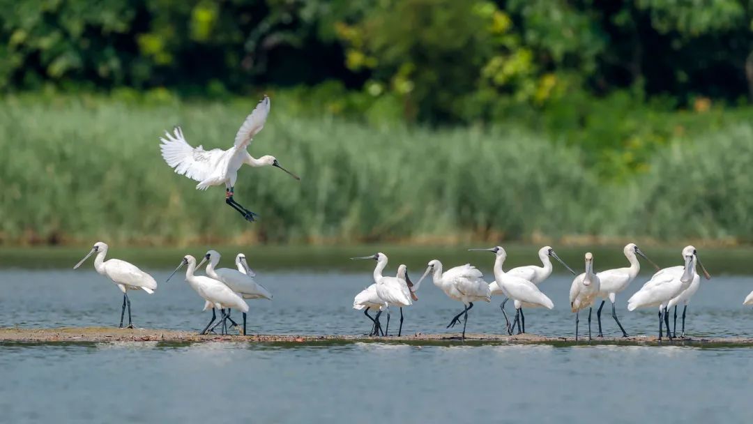 国际生物多样性日丨有多少野生动植物安家广东？速看我省物种保护最新动态！