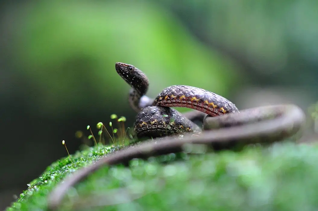 澳盾身边的自然观察&mdash;&mdash;静待猎物的紫沙蛇
