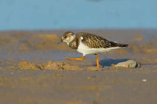 澳盾身边的自然观察&mdash;&mdash;鸻（h&eacute;ng）鹬(y&ugrave;)类混群