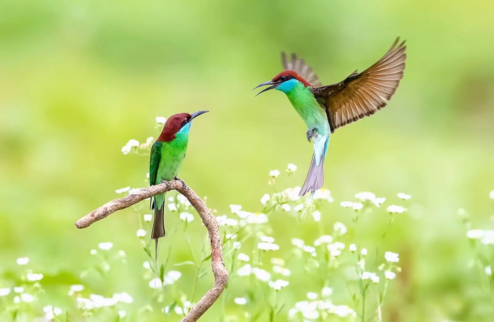 澳盾身边的自然观察&mdash;&mdash;繁殖季的蓝喉蜂虎