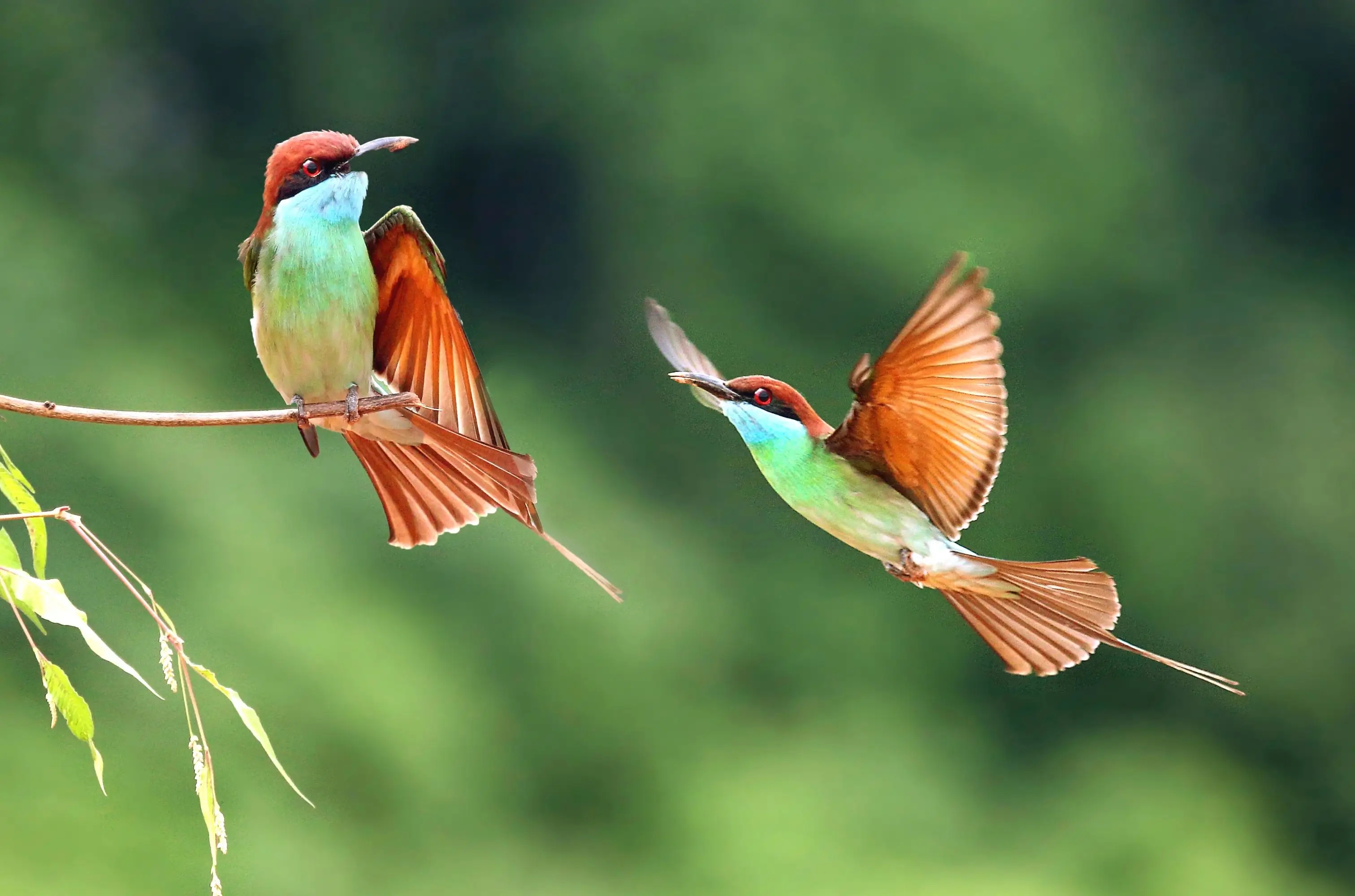 岭南之南丨&ldquo;中国最美小鸟&rdquo;相亲记