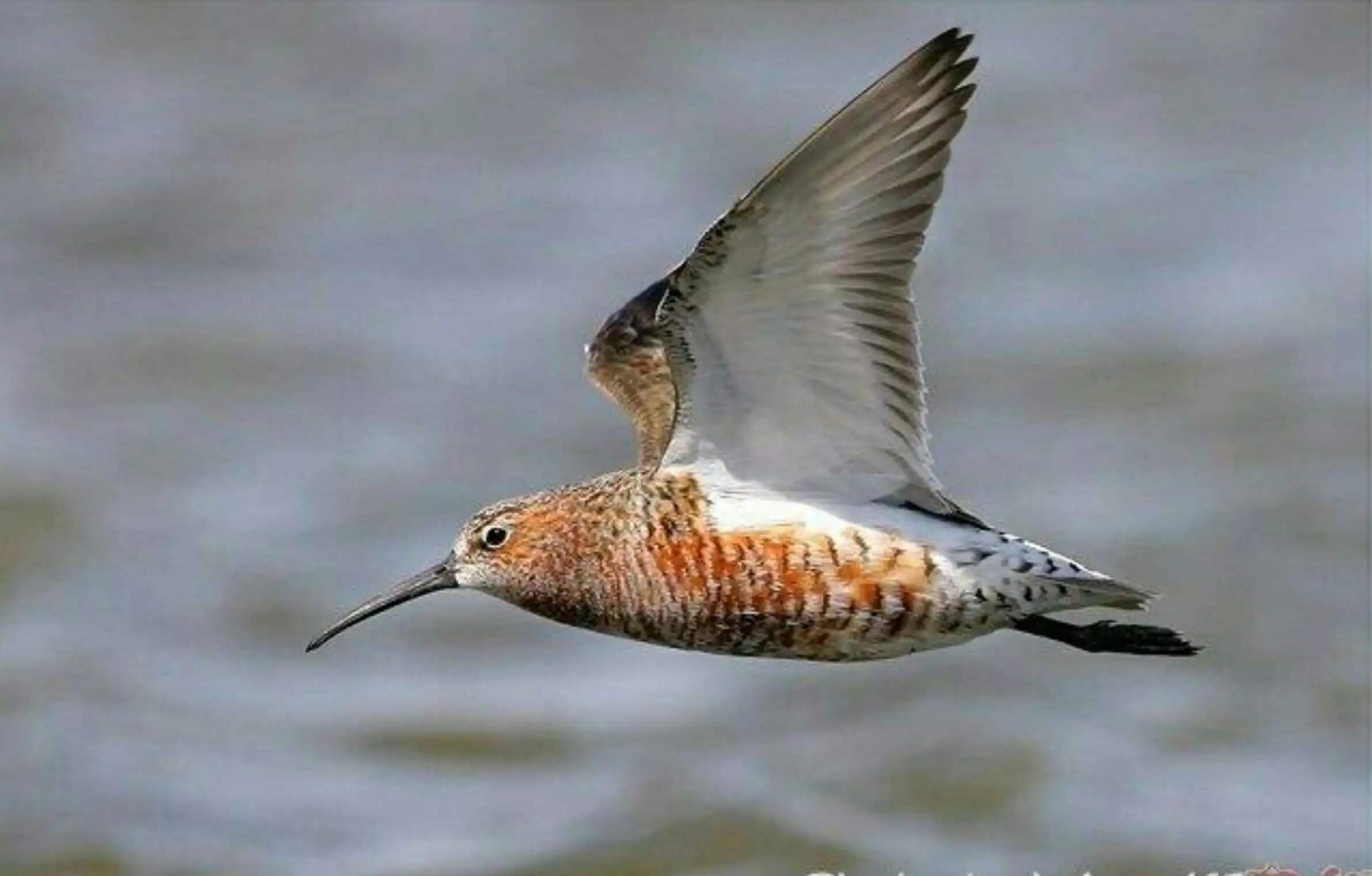 澳盾身边的自然观察&mdash;&mdash;迁徙季的弯嘴滨鹬