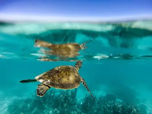 岭南之南④丨探访广东&ldquo;海龟产房&rdquo;：小海龟破壳第一秒就面临生死考验！