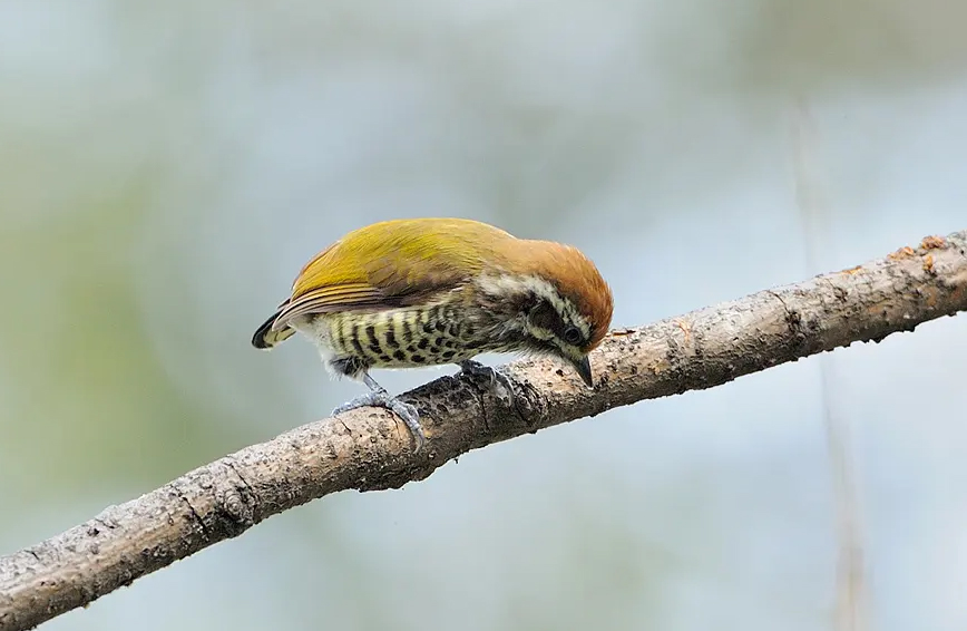 澳盾身边的自然观察&mdash;&mdash;斑姬啄木鸟