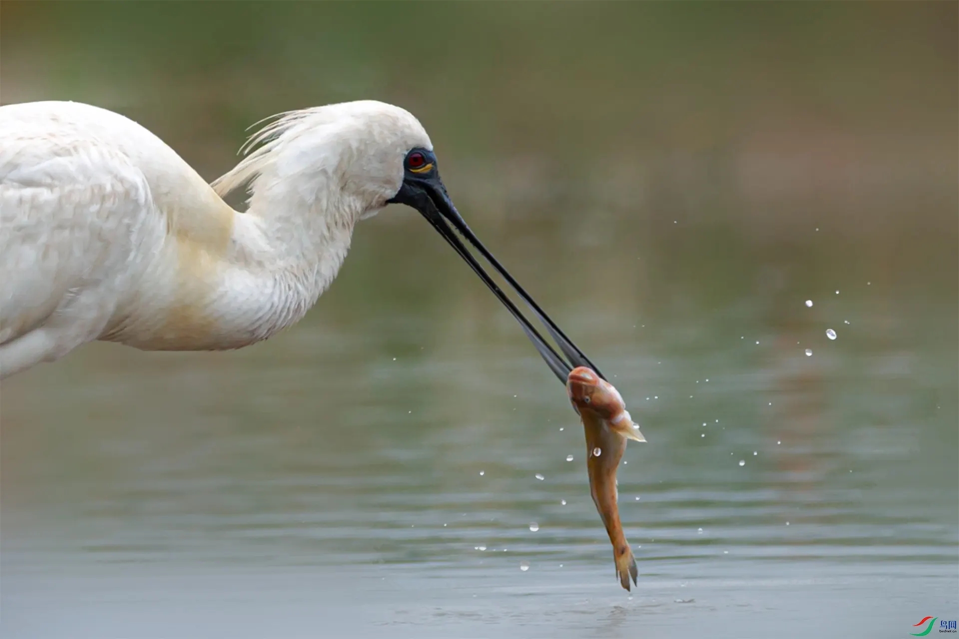 澳盾身边的自然观察&mdash;&mdash;黑脸琵鹭
