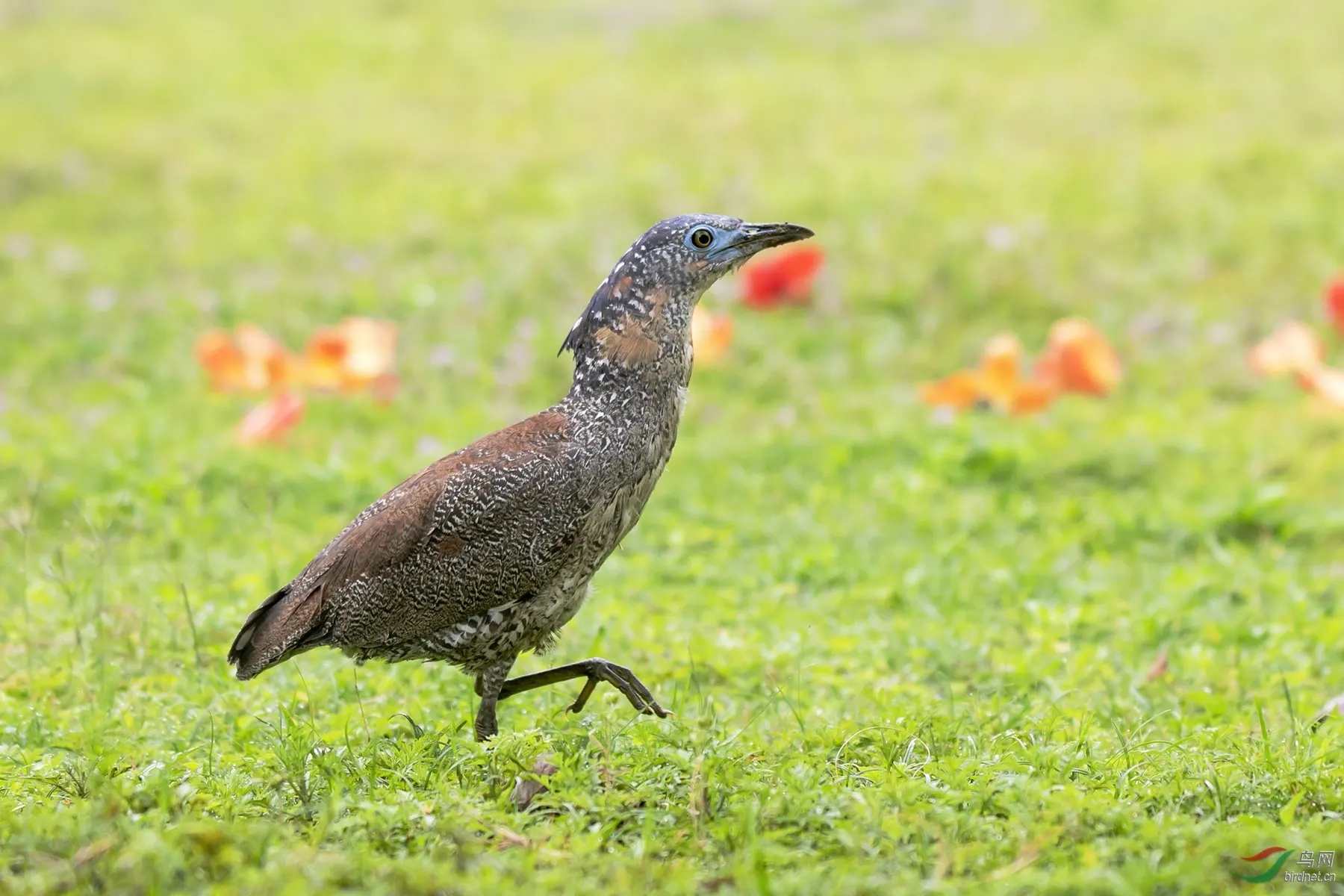 来头不小！肇庆首次发现黑冠鳽！