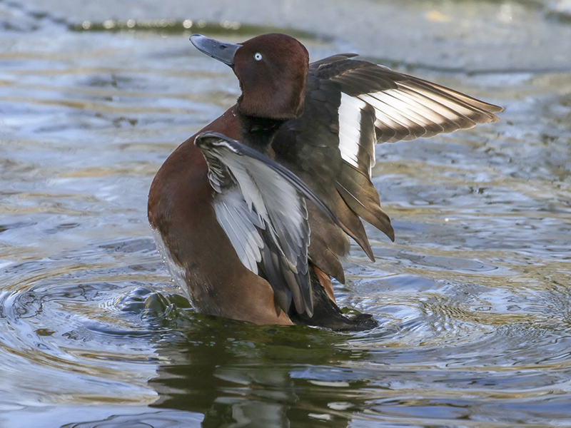 澳盾身边的自然观察&mdash;&mdash;凤头潜鸭（雌）