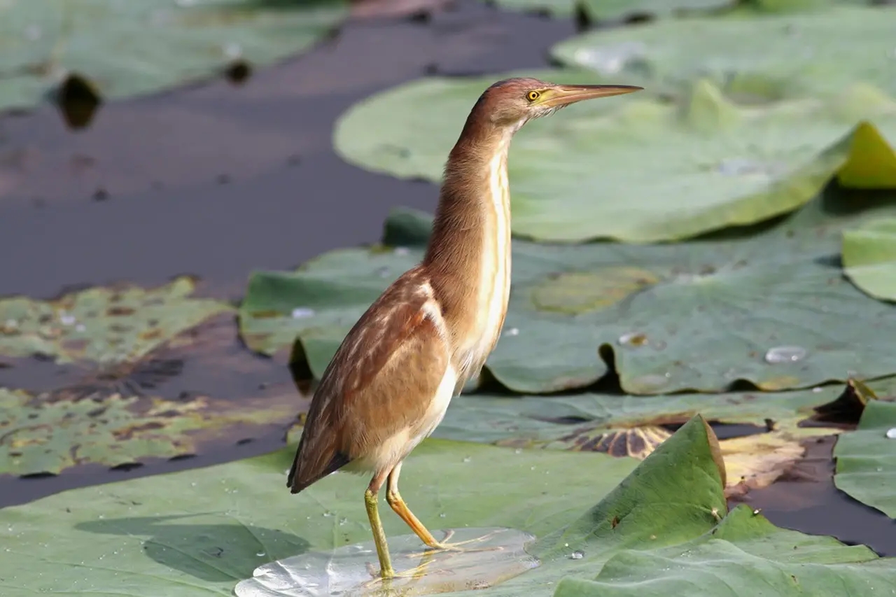澳盾身边的自然观察&mdash;&mdash;黄苇鳽（jiān）