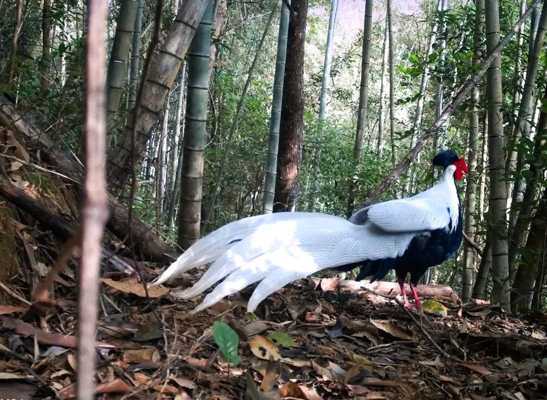 太惊艳了！河源&ldquo;林中仙子&rdquo;登上央视，霸屏近2分钟......