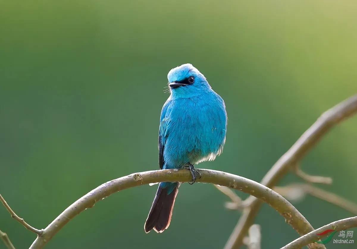 澳盾身边的自然观察&mdash;&mdash;铜蓝鹟（wēng）