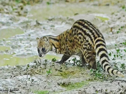 珍贵影像曝光！珠海淇澳岛小灵猫首次&ldquo;带娃&rdquo;亮相！