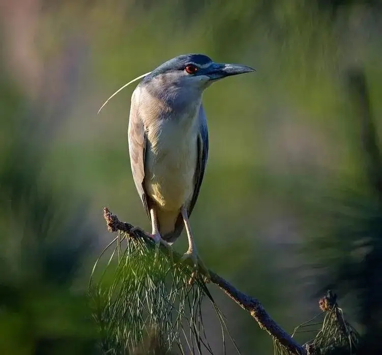 澳盾身边的自然观察&mdash;&mdash;夜鹭
