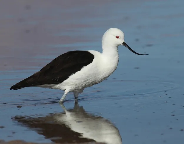 澳盾身边的自然观察&mdash;&mdash;反嘴鹬（y&ugrave;）