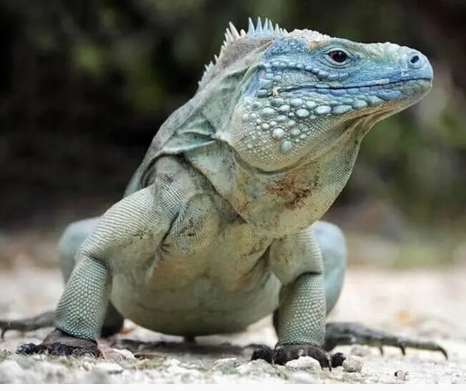 10余年后再现身！云浮发现国家二级保护动物长鬣蜥