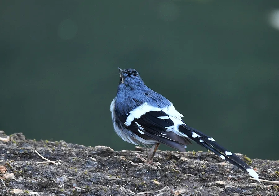 澳盾身边的自然观察&mdash;&mdash;灰背燕尾