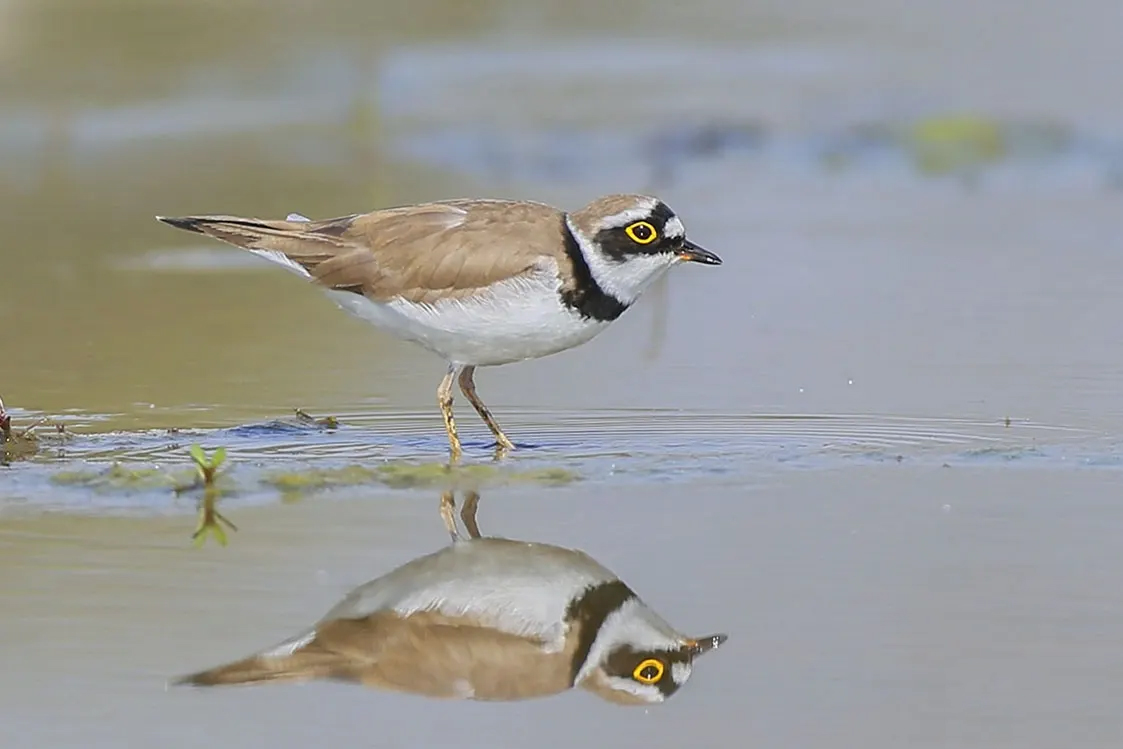 澳盾身边的自然观察&mdash;&mdash;金眶（ku&agrave;ng）鸻（h&eacute;ng）